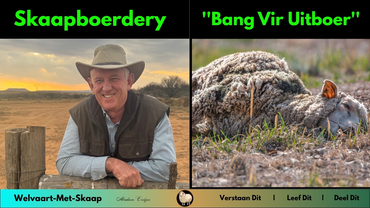 WMS - Hoe lyk jou plan vir jou skaapboerdery as jy bang is jy boer uit?