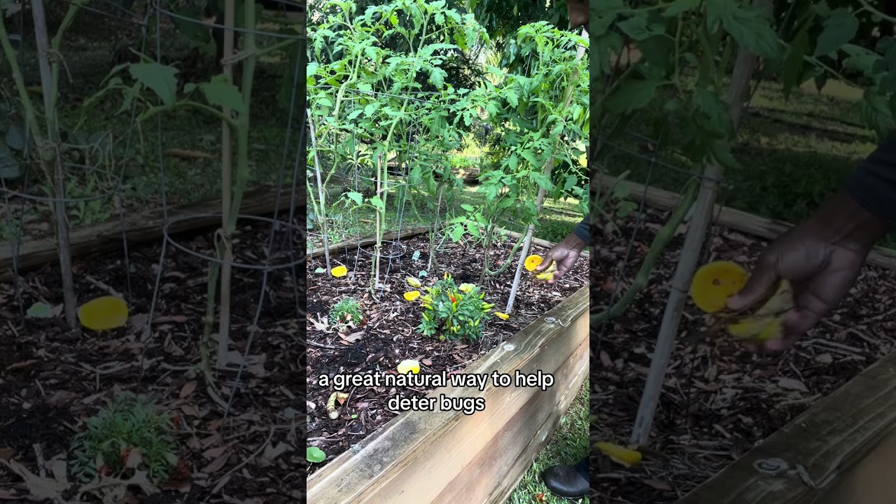Andre's Citrus Harvest and Garden Wisdom 👨&zwj;🌾🍊🪳