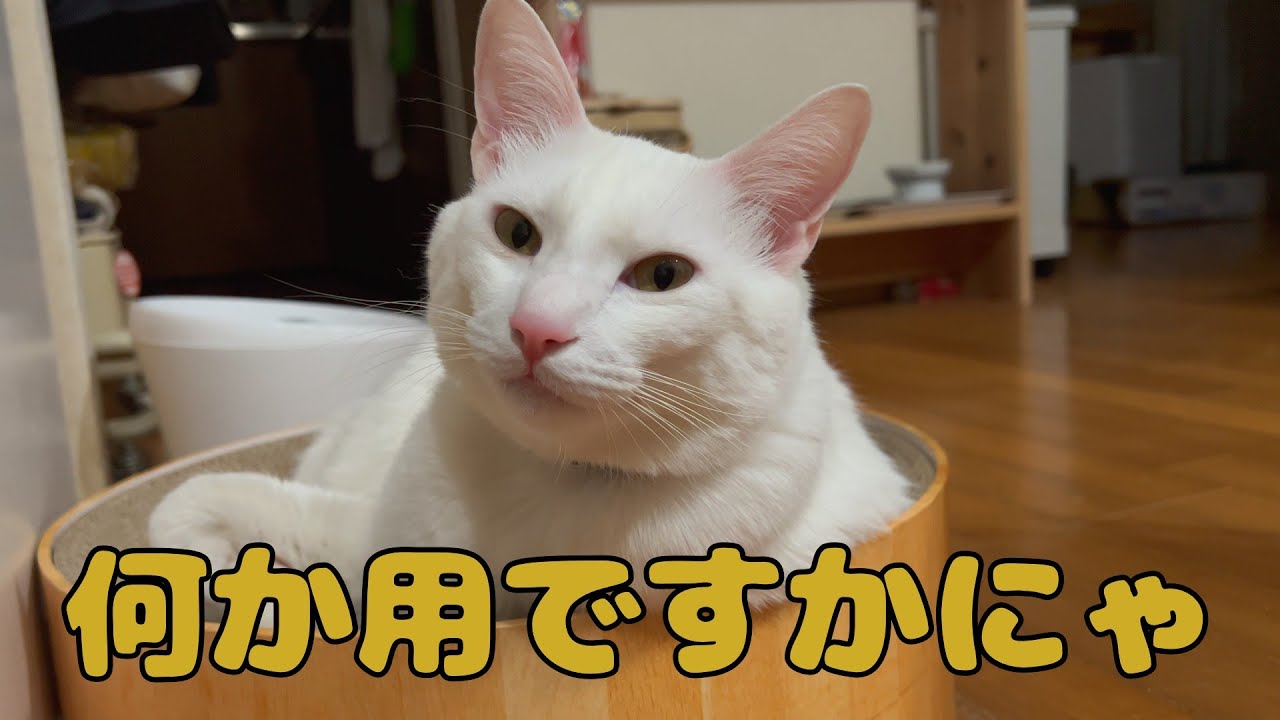 【保護猫】🐈朝と夜の違いを見てにゃ🐈の巻【にゃんこ日和】【rescued cat】
