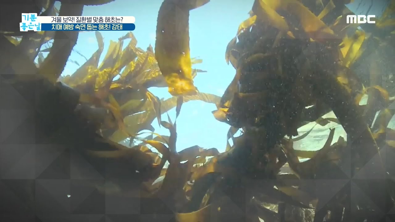 [기분 좋은 날] 치매 예방 숙면 돕는 해초! '감태' 20201222