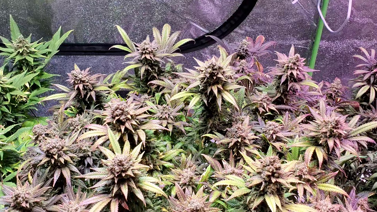 Crown royale harvest day