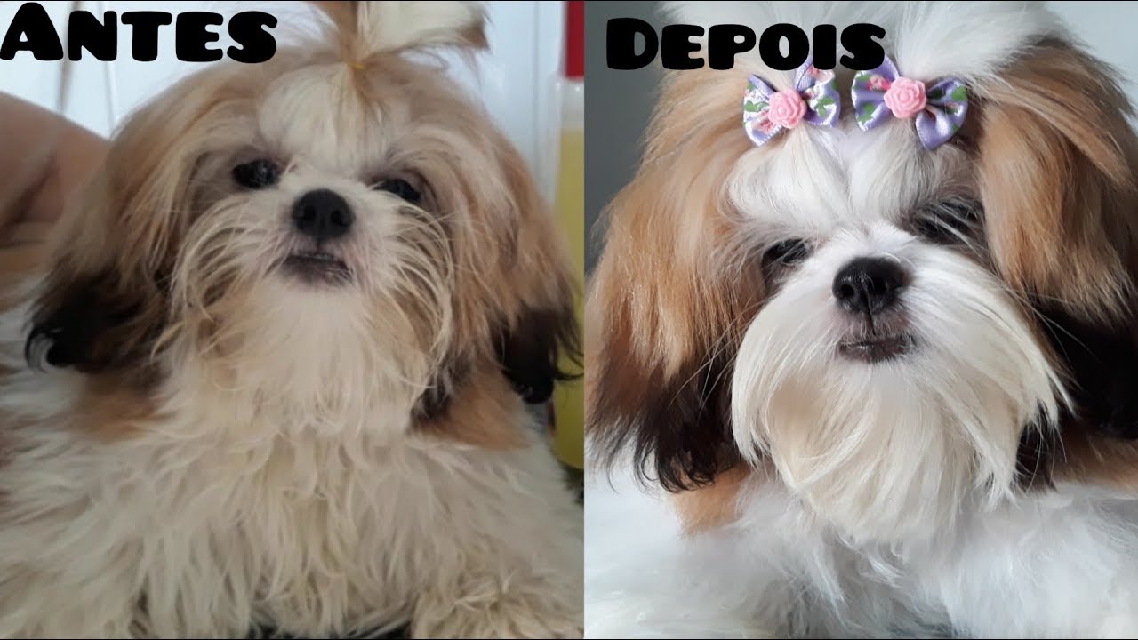 Shampoo Desamarelador para pelos claros! Fácil rápido e maravilhoso