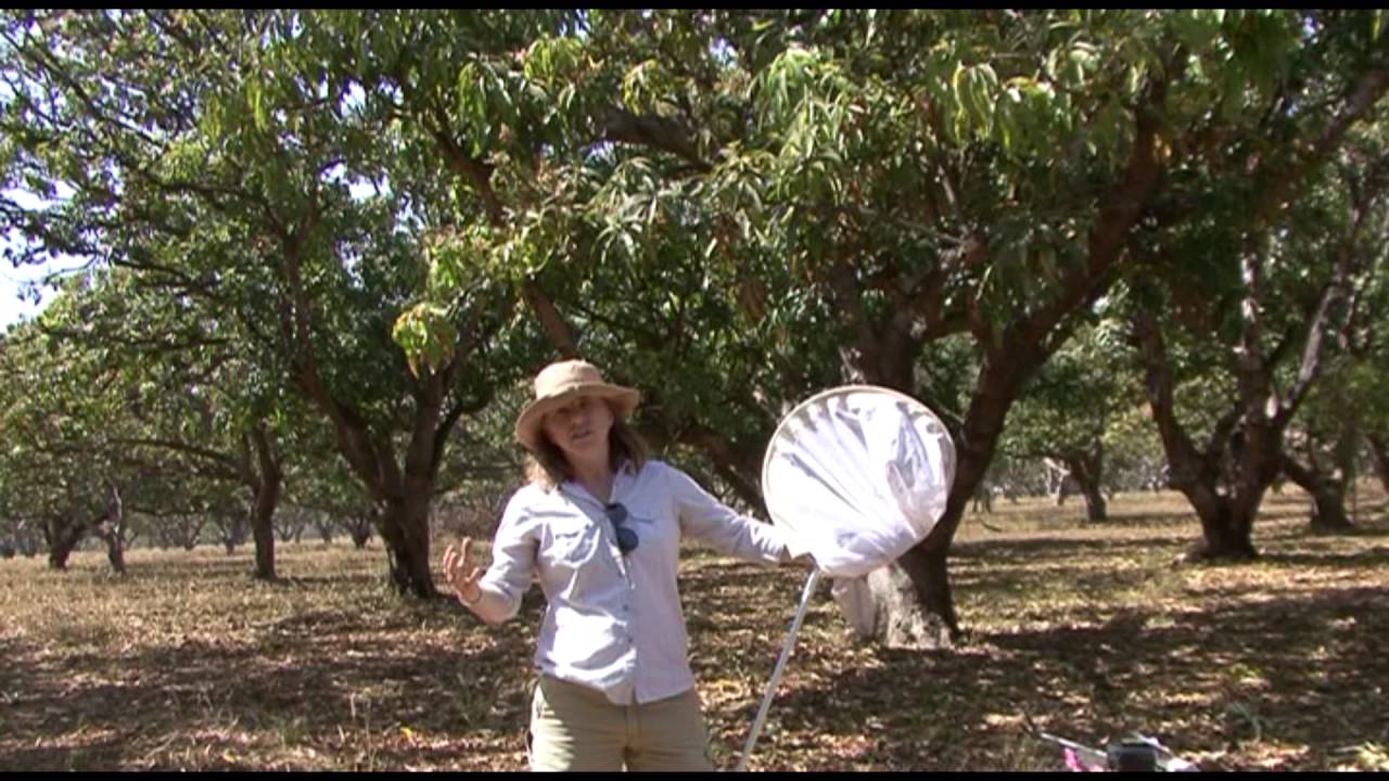Research notes  Sampling for mango leafhoppers