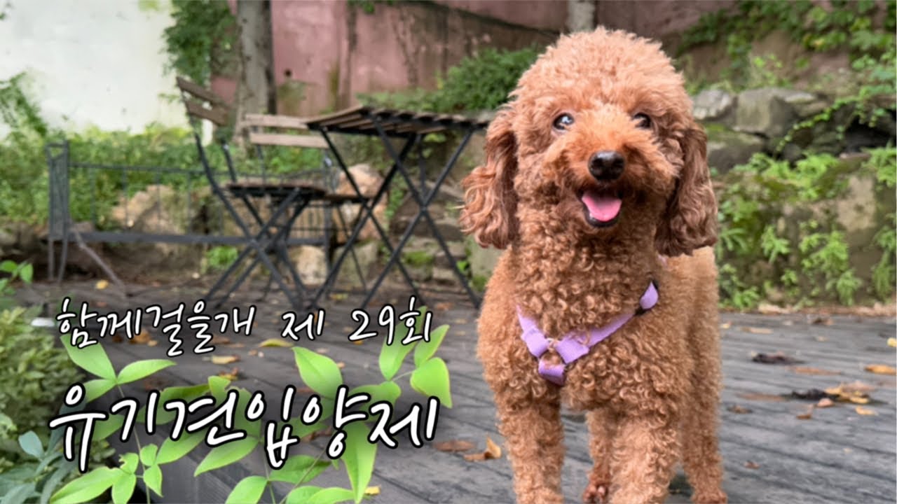엄마 찾으라고 비도 멈춰줬어요💛 29회 함께걸을개 유기견 입양제