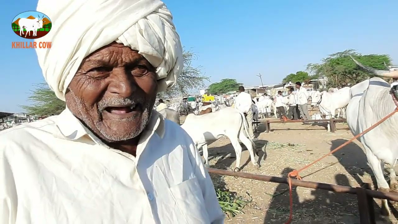 सांगोला गाय बैल बाजार / khillar cow