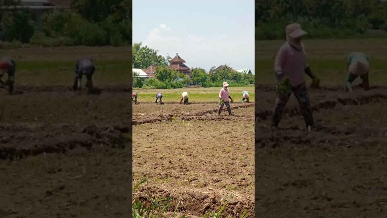 Proses Tanam padi di lahan #indonesia #pertanian #petani #viral
