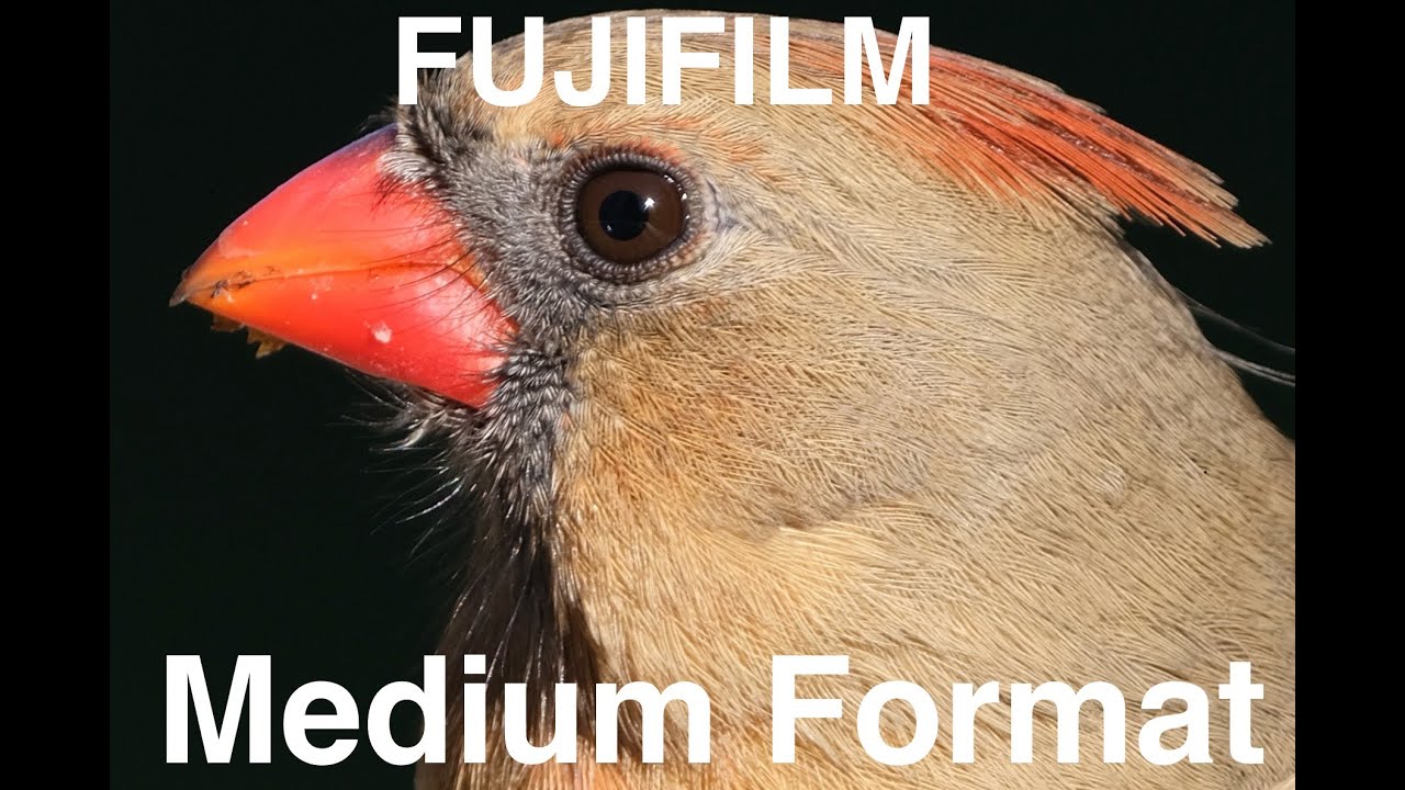 FUJI GFX100S Medium Format Birding ?