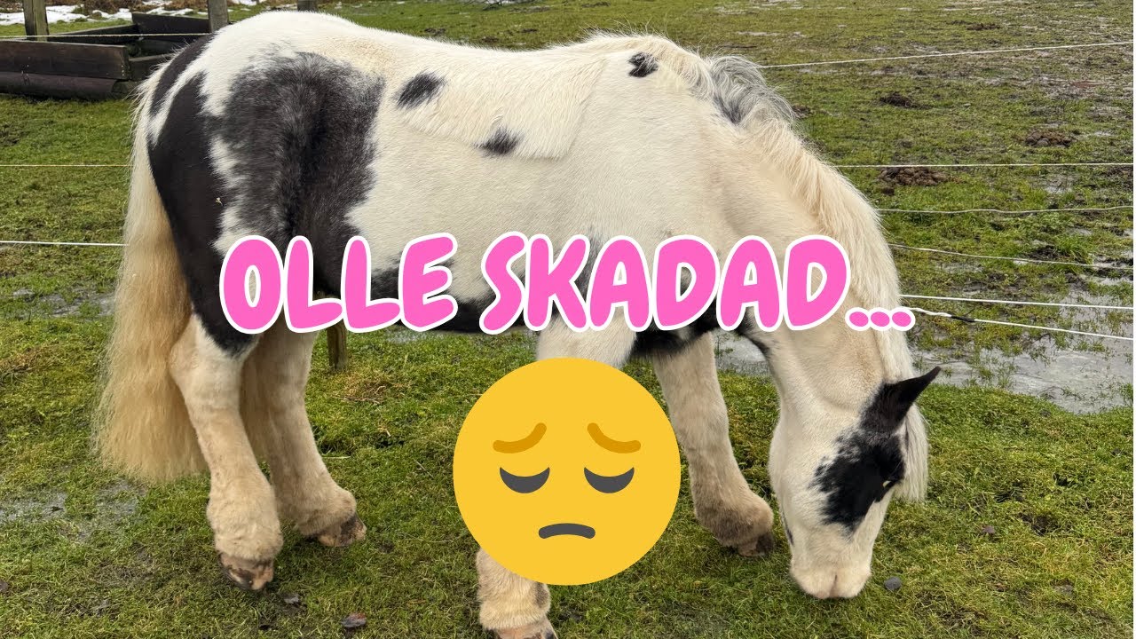 STALLVLOGG - Olle har skadat sig