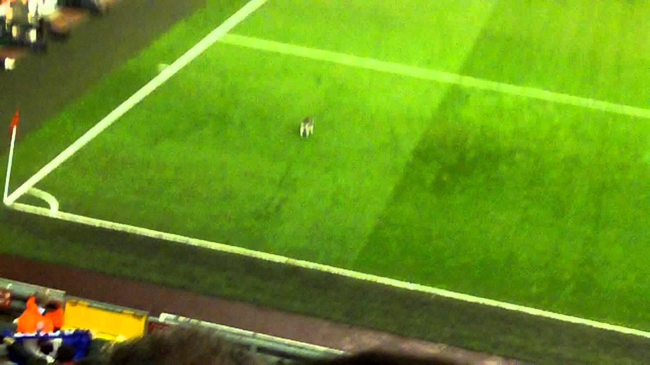 Cat pitch invation at Anfield
