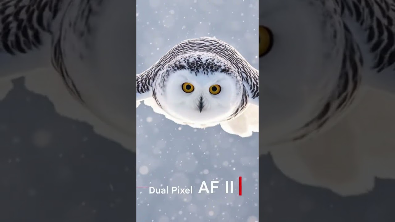 Canon EOS R7 Review — Fast, Powerful APS-C Mirrorless for Photo & Video