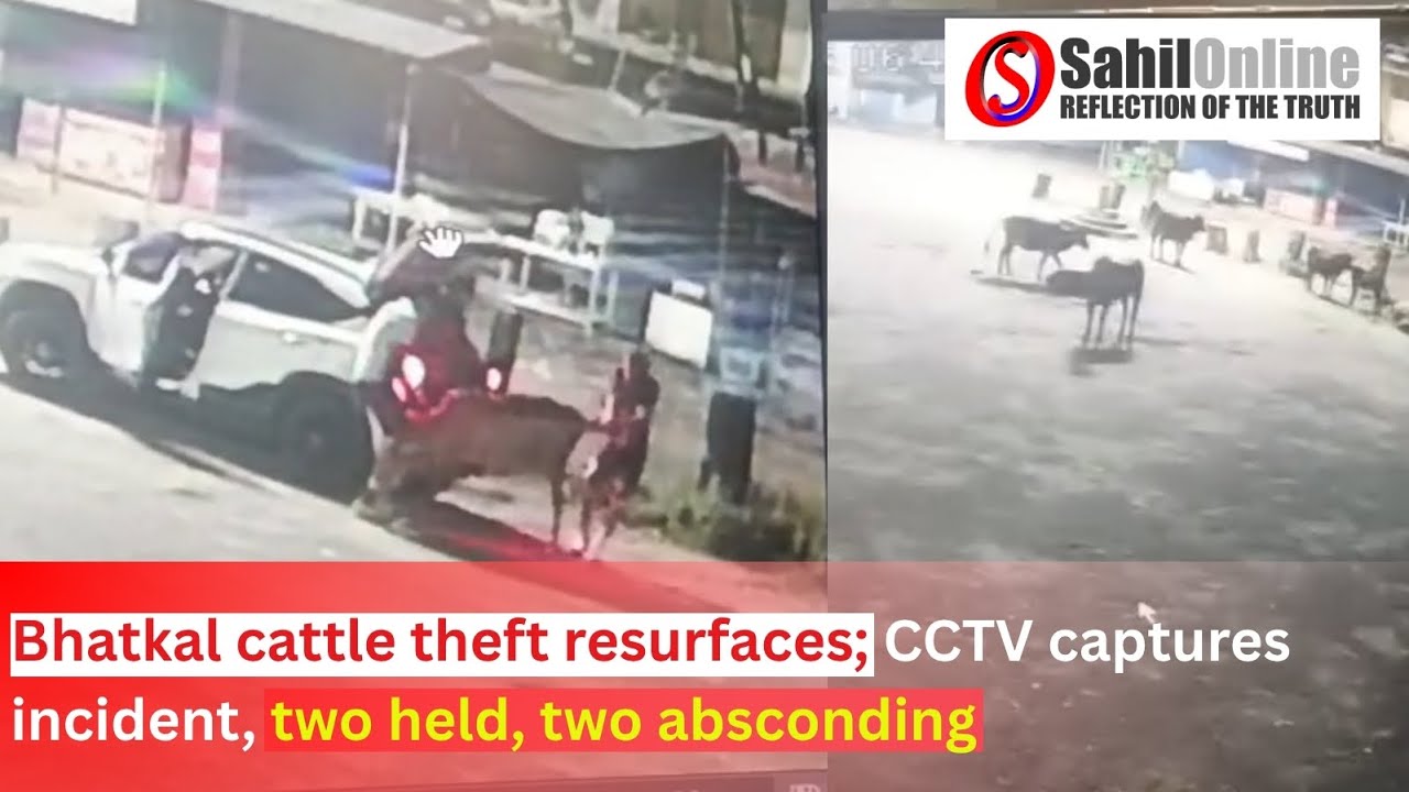 Bhatkal cattle theft resurfaces; CCTV captures incident, two held, two absconding