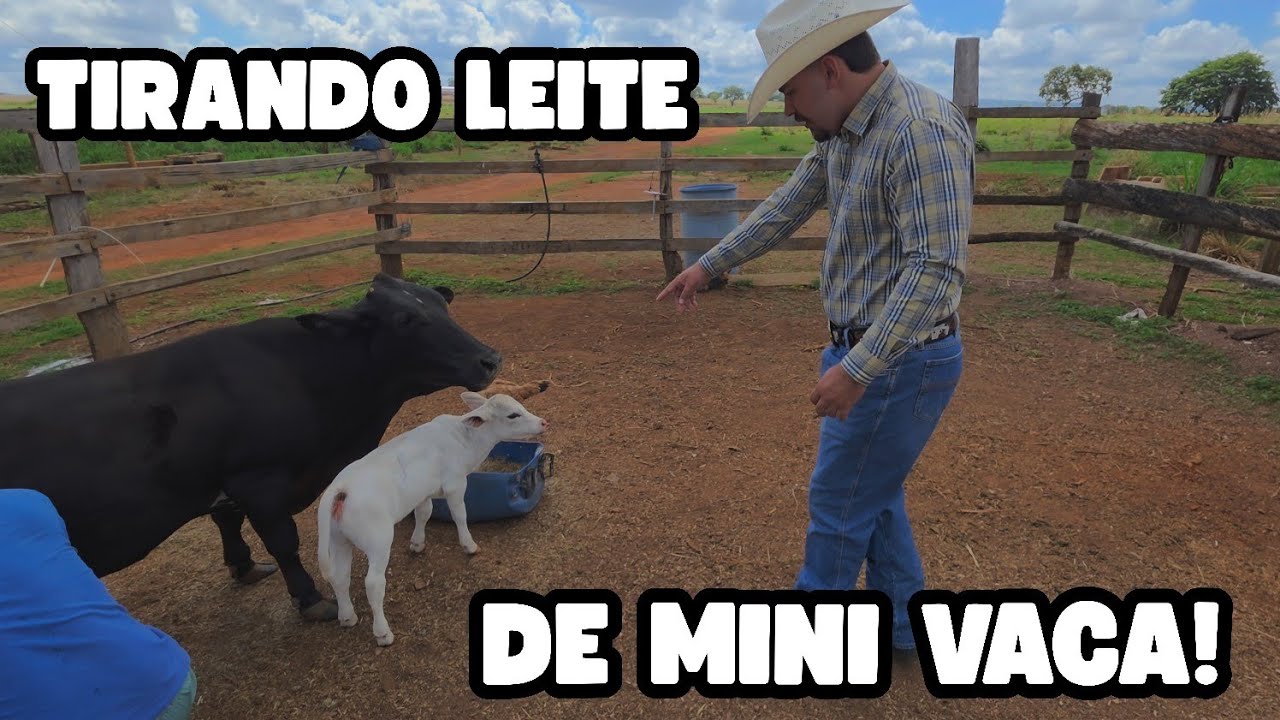 DIA DE RETIRO!!! Tirando leite de mini vaca no Rancho do Basti&atilde;o!!!🤠🙌🏻