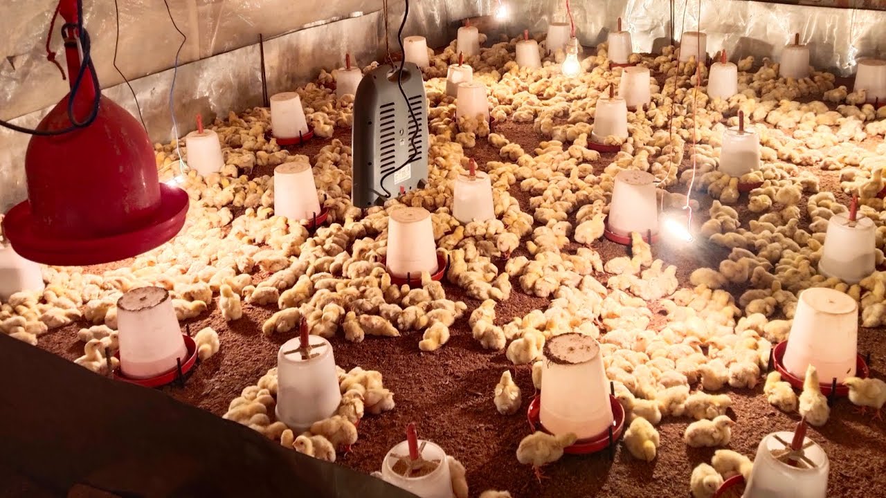 Poultry farming kaise karein? Dekhiye mere farm ka setup! (Daily vlog) My first vlog