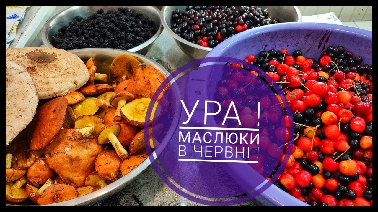 Наконец-то! ГРИБЫ ПРУТ по Одещине в июне 2024!