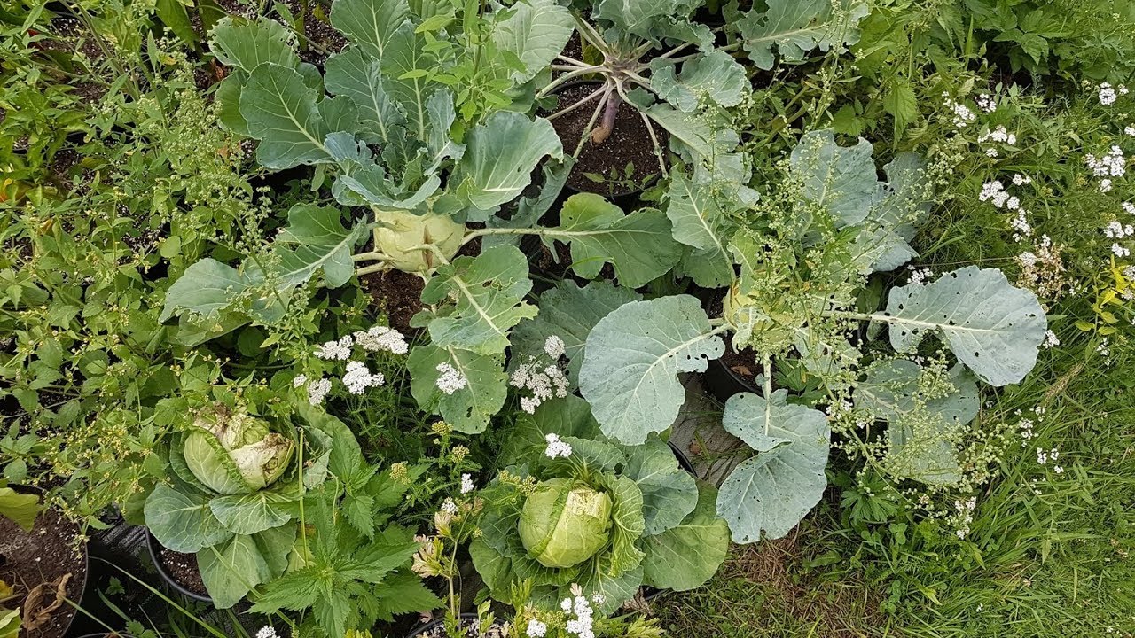 Rozw&oacute;j uprawy kapusty, kalafiora, kalarepy w doniczce | Uprawa 2017