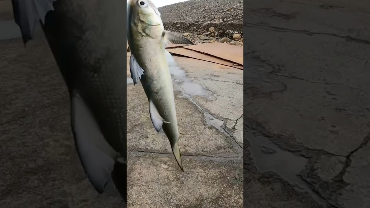 How to catch a big threadfin salmon