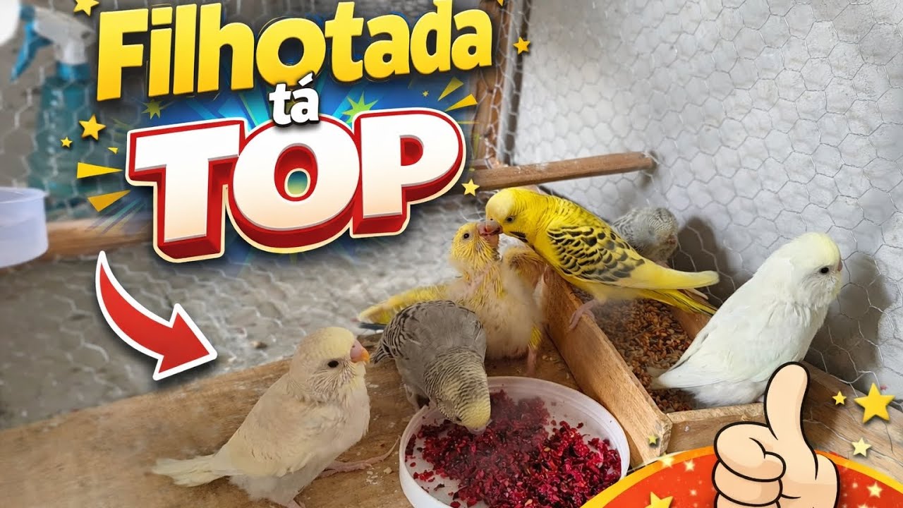 Tirei os filhotes do ninho durante o dia