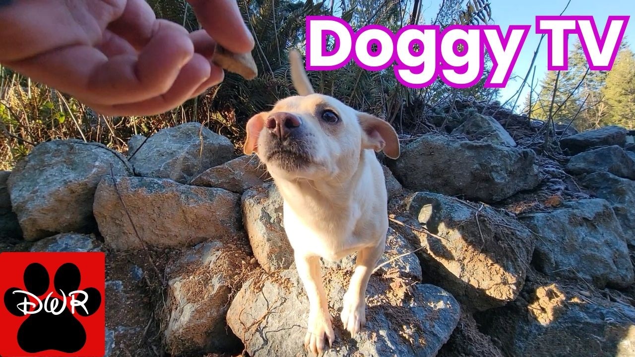 🐕&zwj;🦺🐕🌲 Daycare for your dog 🐕&zwj;🦺🐕🌲  Keep your dog busy while you are away or watch together 🥰❤💤