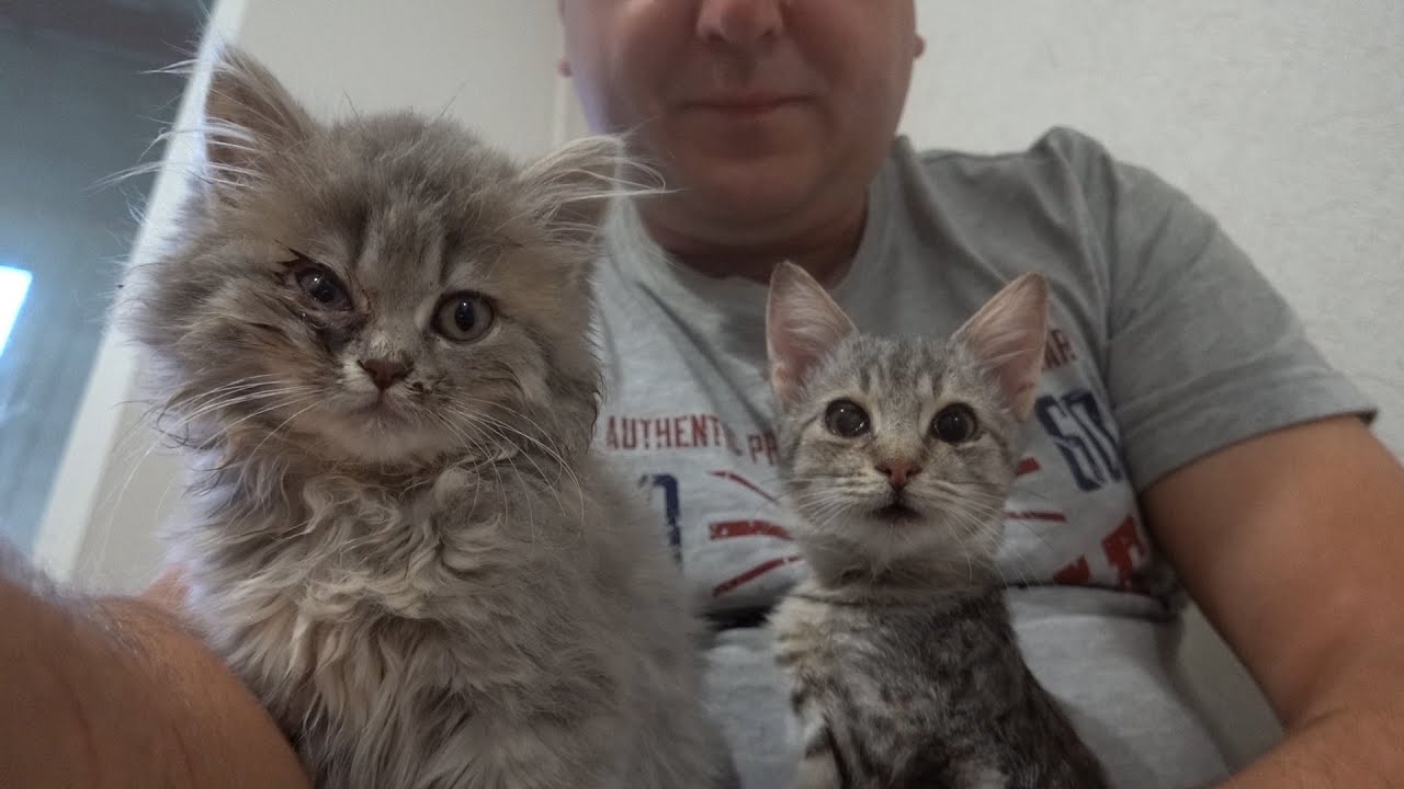 Cute kittens meow in a rented apartment