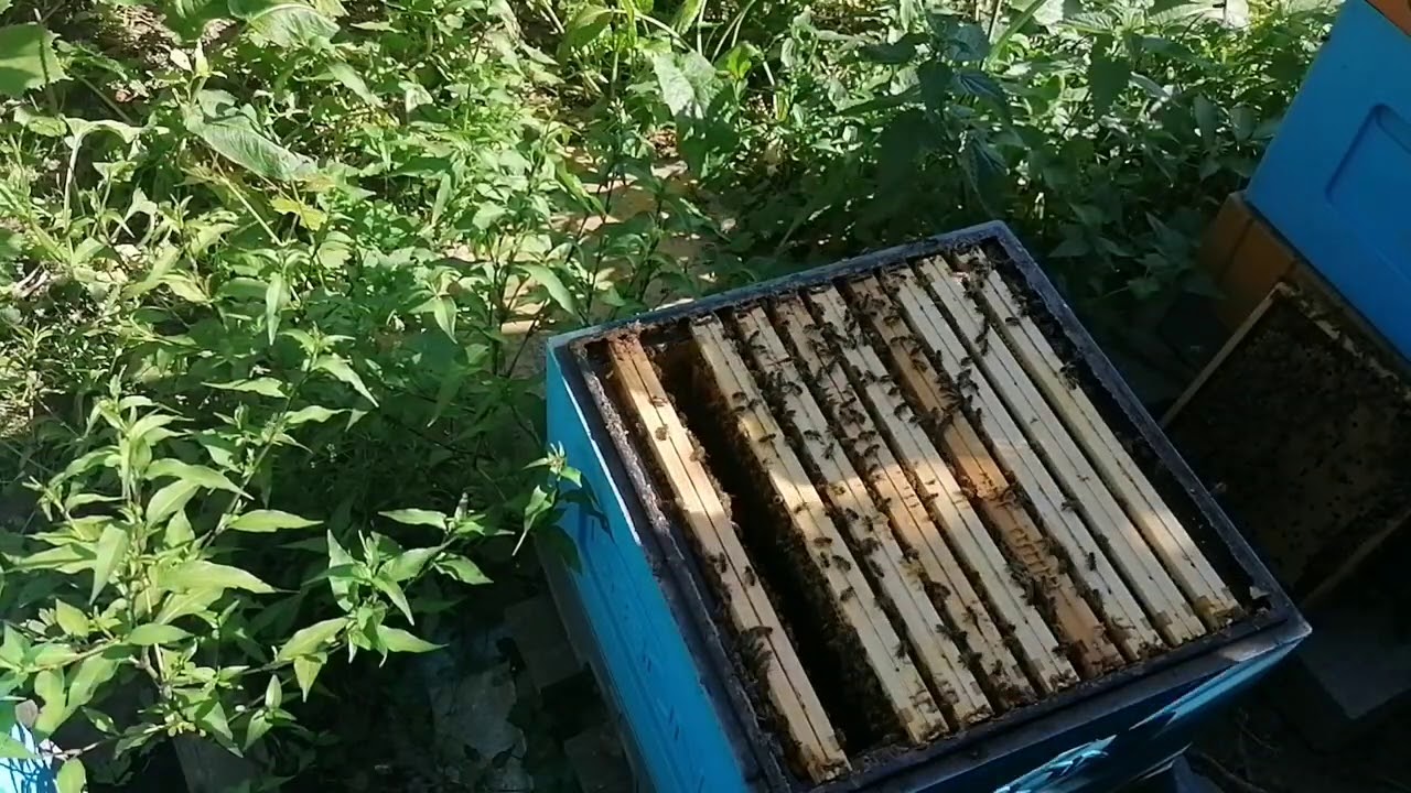 Upał i wypuszczanie matki z izolatora. Opis