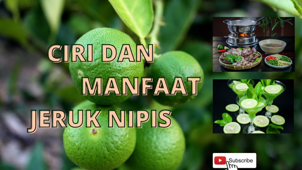 CIRI DAN MANFAAT JERUK NIPIS / JERUK PECEL