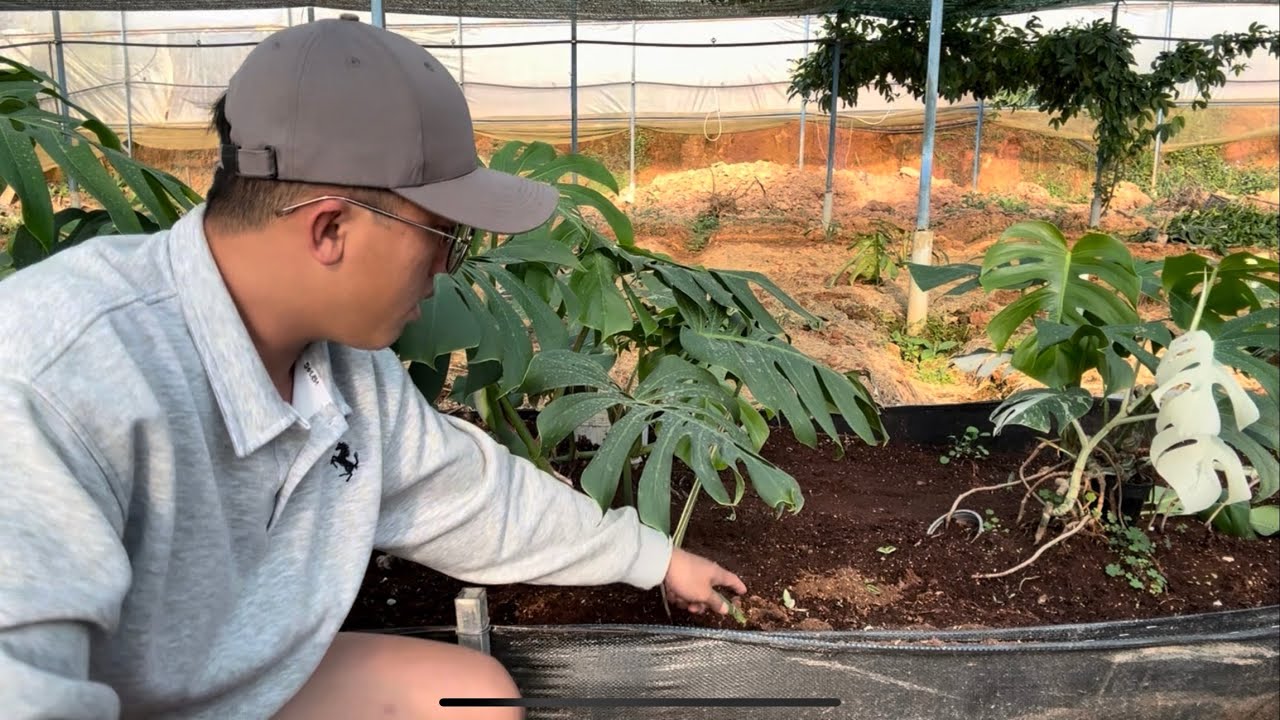 NÊN hay KHÔNG VIỆC THAY CHẬU VÀ BÓN PHÂN KHI MỚI MUA CÂY VỀ 