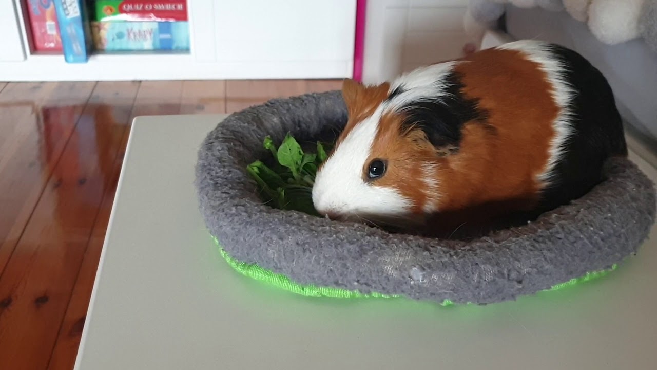 Pierwsze Q&A 🐹❤ 20 pytań❤