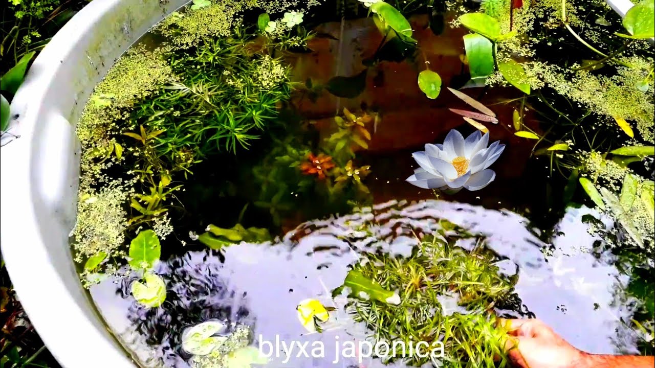 Plantas para aquário e lago