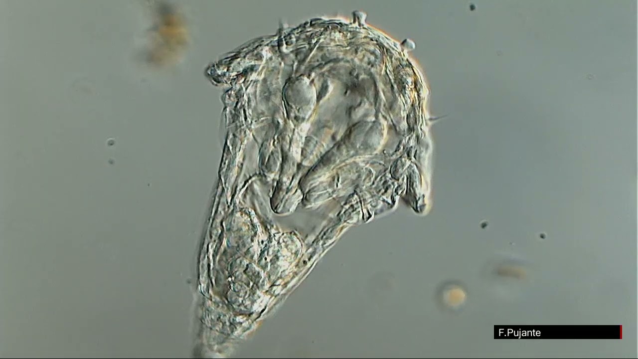 SYNCHAETA ROTIFERO