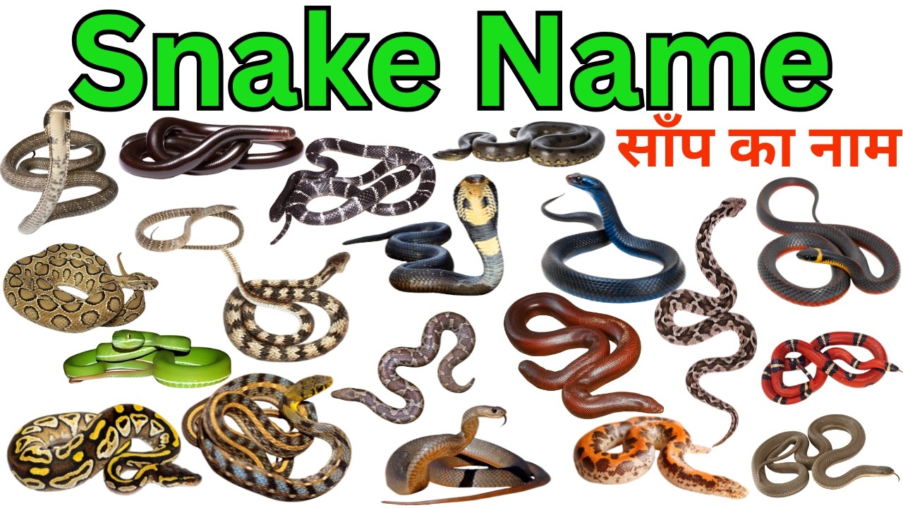 20 Snake Names In English & Hindi With Fun Facts | Fun Learning For Pre-school Children