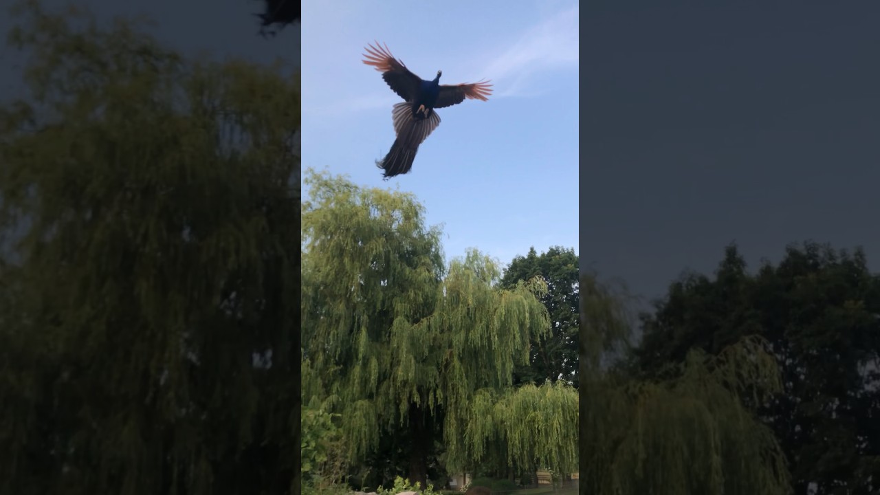 Amazing Peacock Flight #shorts #shortvideo #birds #peacock #4k