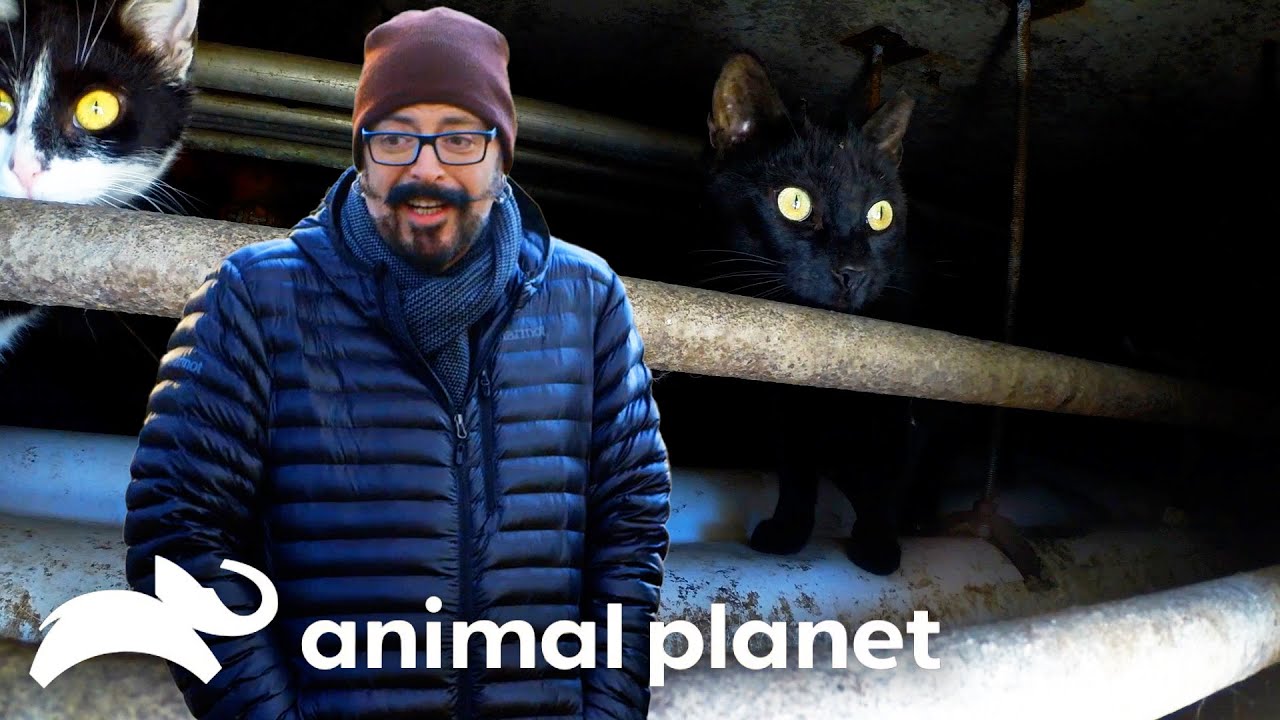 Jackson Saves The Desperate Cats of Philadelphia! | My Cat From Hell | Animal Planet