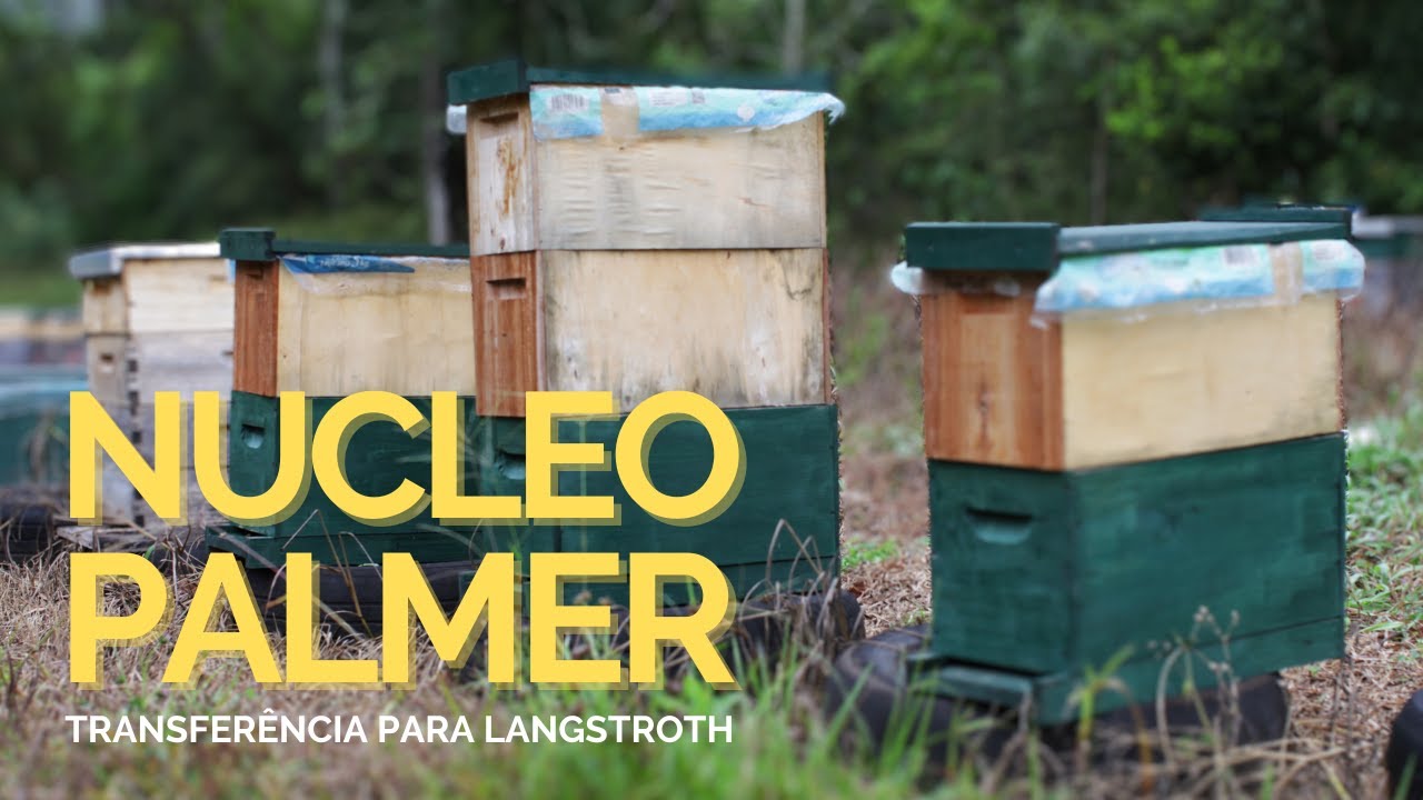 NUCLEO PALMER transferência para caixa padrão langstroth
