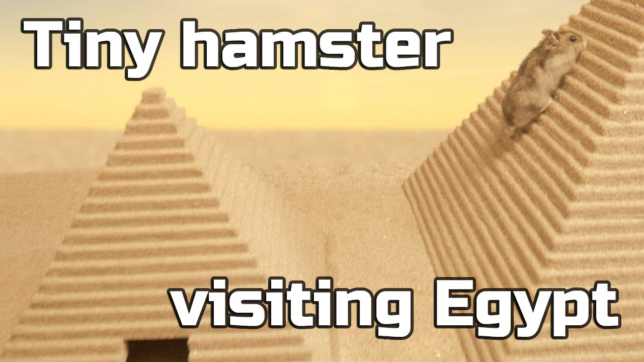 Tiny hamster visiting Egypt ep.2