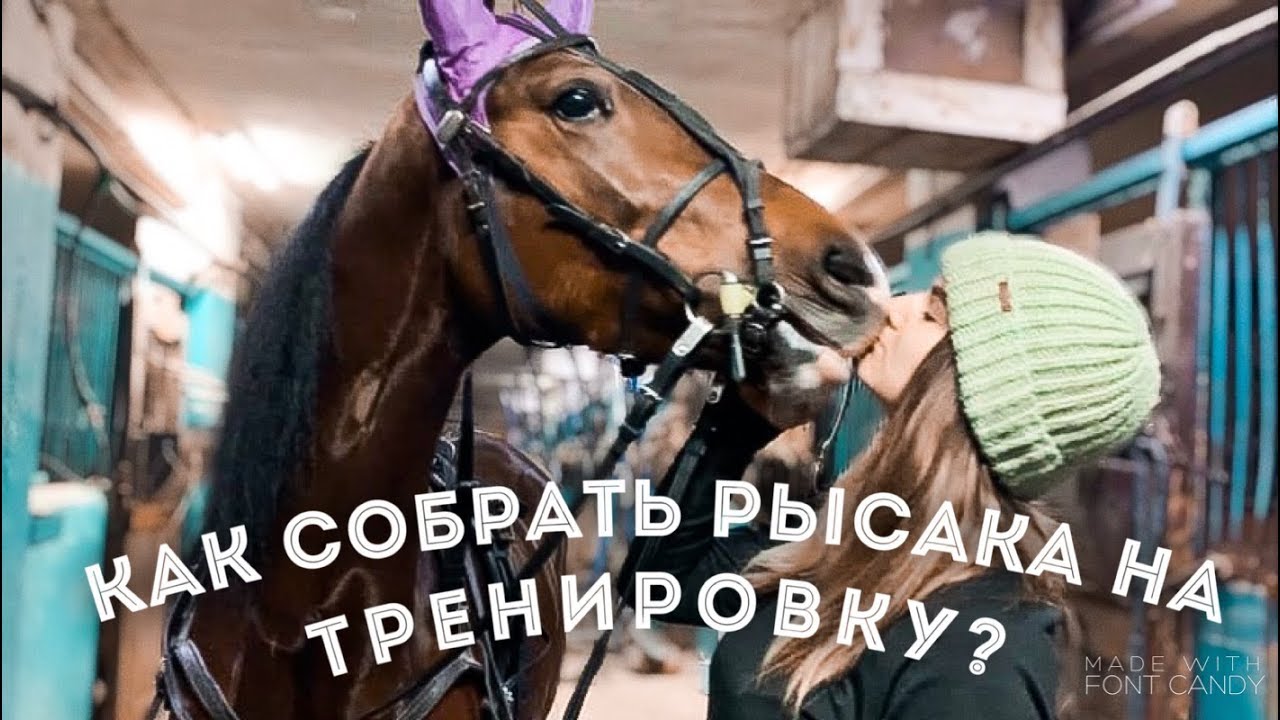 Как Собрать Рысака На Тренировку
