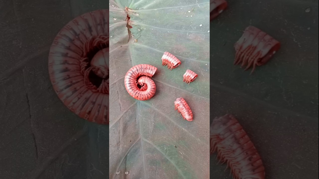 Millipede Puzzle Game Vs Real Millipede #jwildlifetv