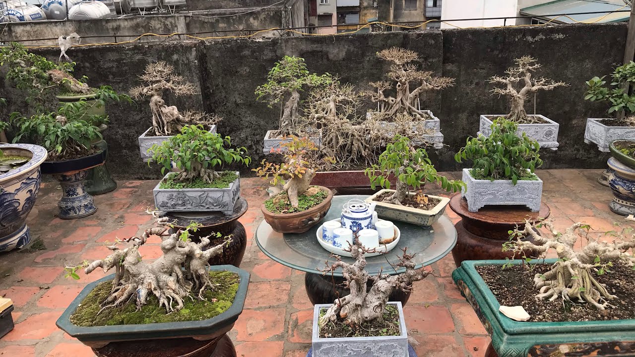 THĂM VƯỜN BONSAI HÀNG TRĂM TÁC PHẦM CỦA ANH NGUYỄN HƯNG TẠI 90 VÕ THỊ SÁU - ĐAM MÊ VÀ THÀNH CÔNG!