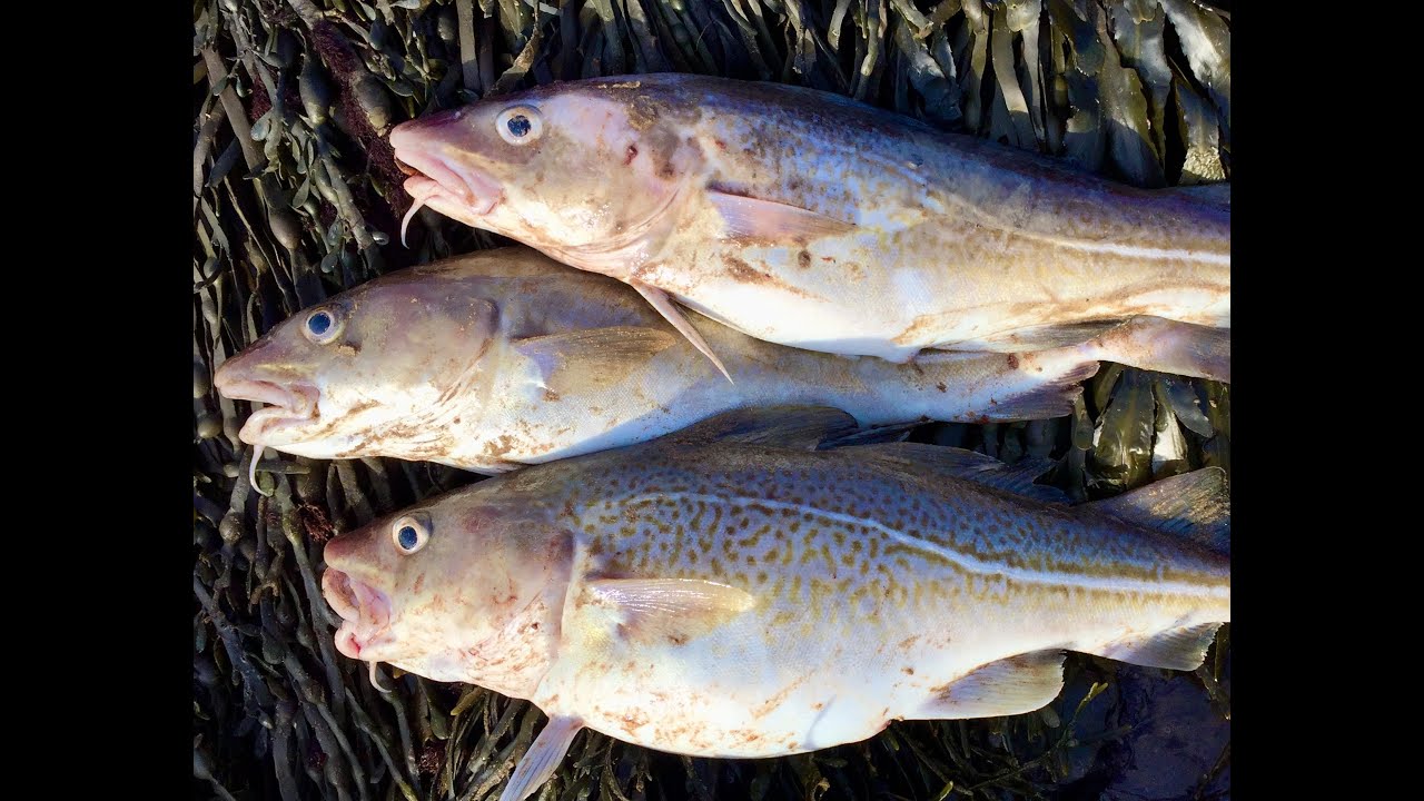 Sea Fishing The Bristol Channel Shore. The Admiralty, Sand Point. March 2020.