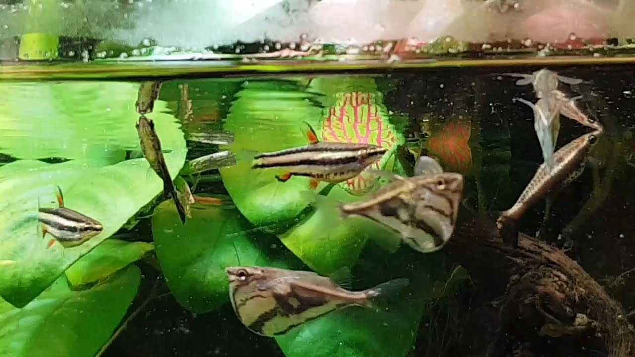 Marbled Hatchetfish Carnegiella strigata with pencilfish