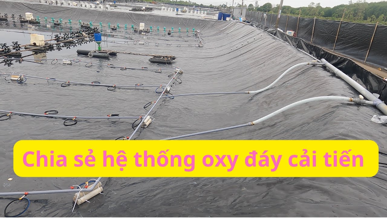 Chia sẻ lắp hệ thống oxy đáy giúp tăng oxy trong ao