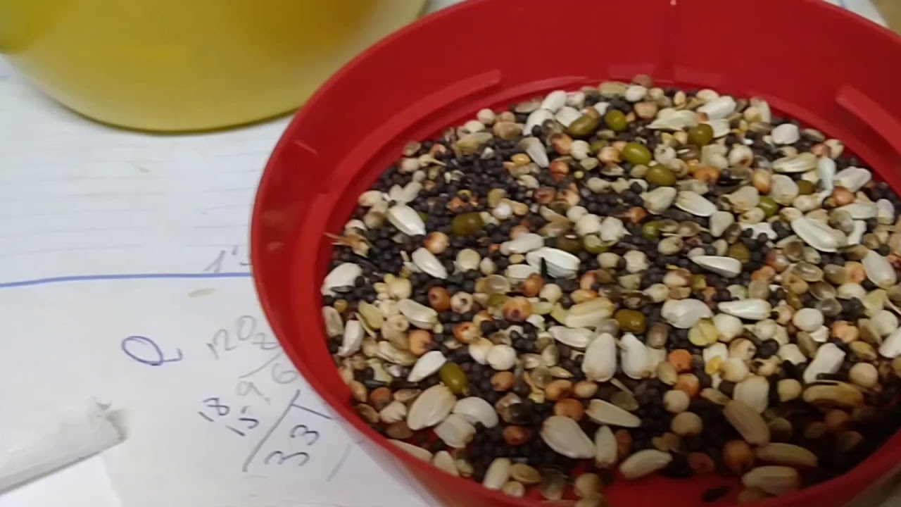 Germinados, ¿que semillas?