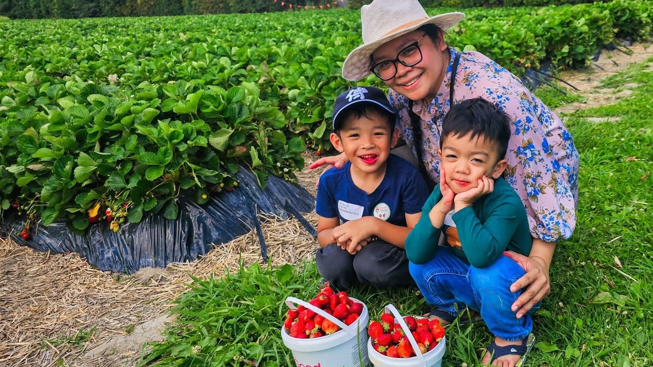 Strawberry Picking