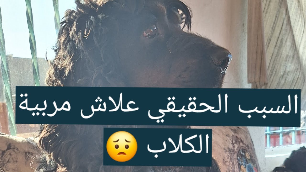 📌 VLOG 💋 عندكم الحق أنا مربية الكلاب على ...... 😟☹️