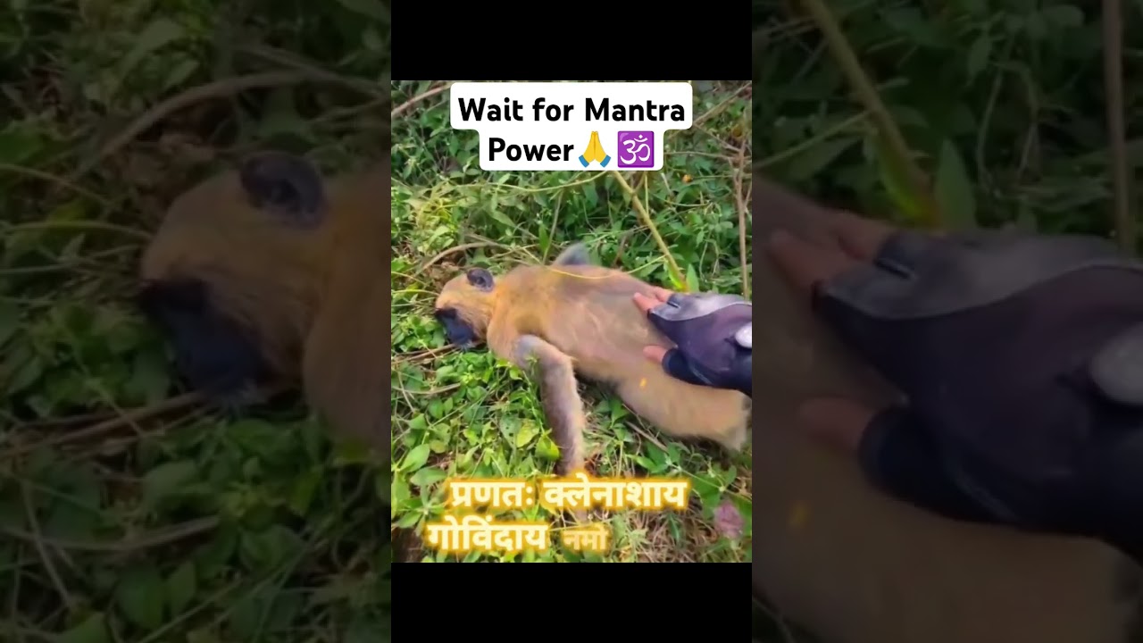 Wait for Mantra Power 🙏🕉️ [ Jai Shree Ram 🚩 ] #jaishreeram #sanatandharm #hinduism #shorts