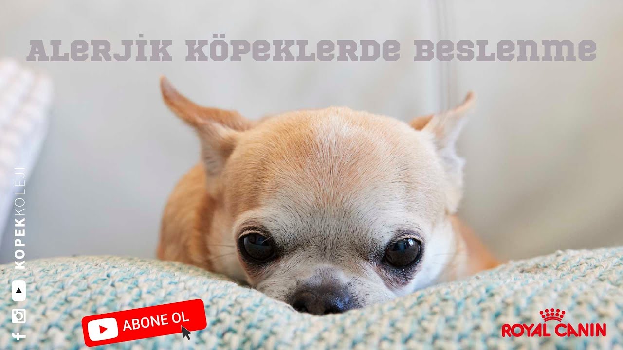 Alerjik Köpeklerde Beslenme