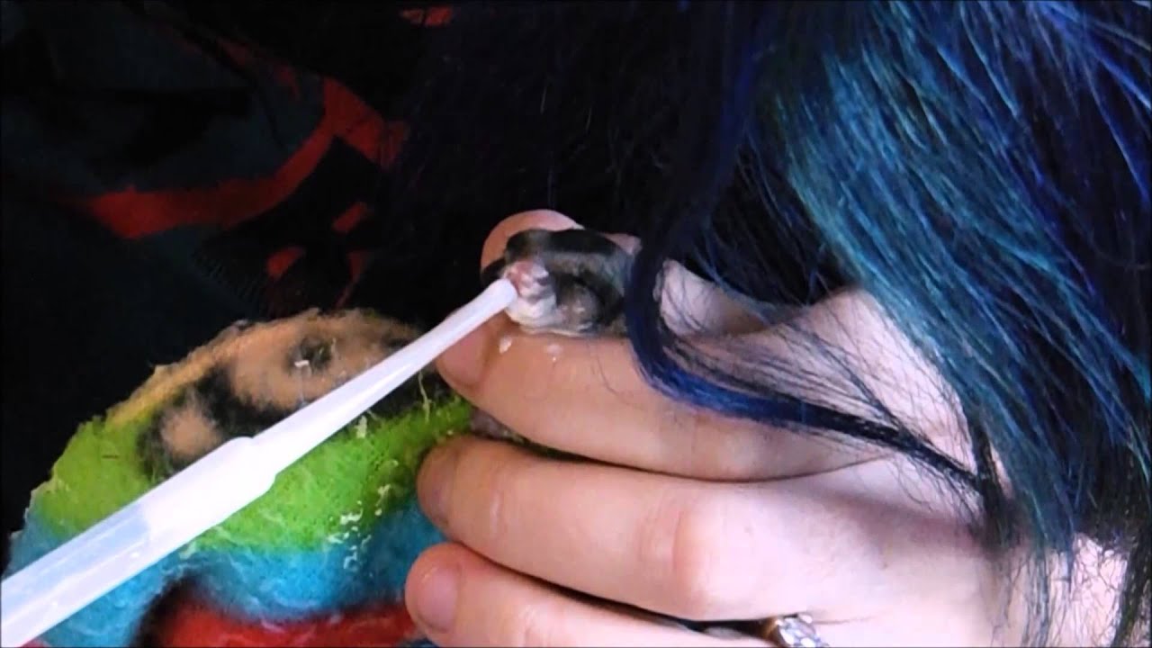 hand raising and feeding a baby sugar glider (joey)