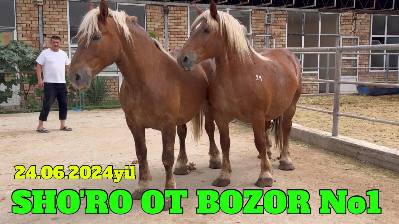 SHO'RO OT BOZOR! 100.mlnlik BIYALAR BOZORDA! HORSE MARKET! TOSHKENT OT ONLINE BOZOR! 25 июня 2024 г.