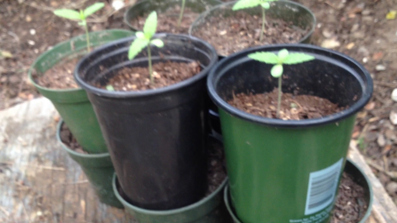 2017 Guerilla Grow part 1