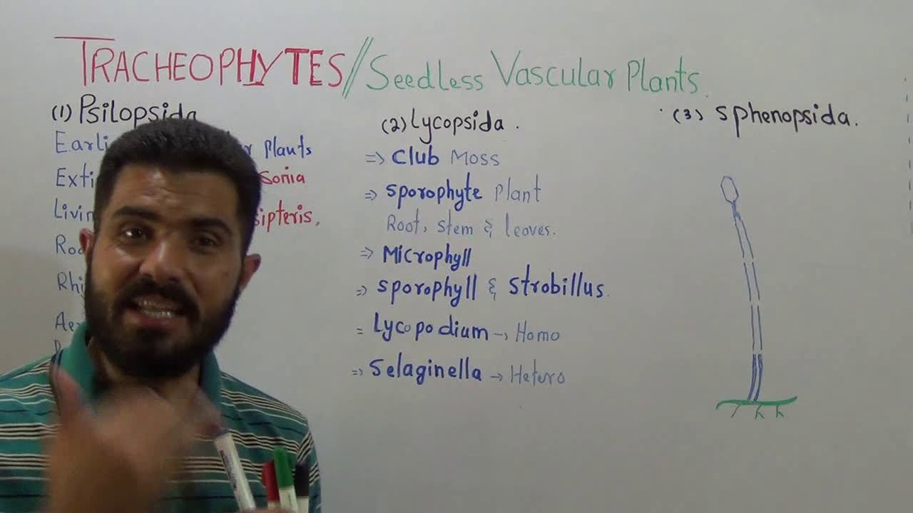 L-4 Tracheophytes seedless vascular plants subdivisions Non spermatophytes