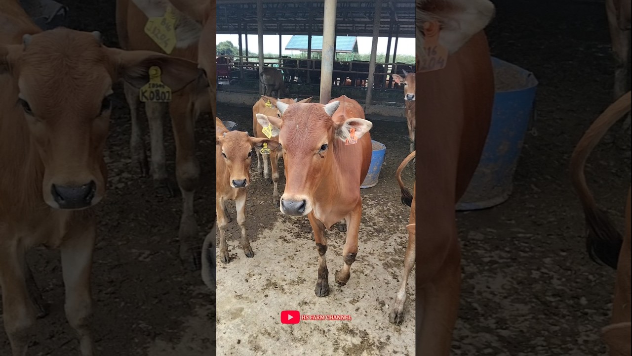 cow sounds on Thursday 2026 #shorts #cowsound #cow #hsfarmchannel
